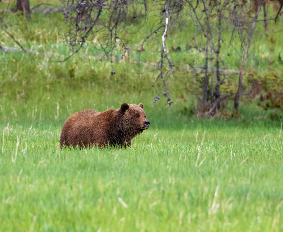 A gorgeous sow grizzly in Jasper. #grizzlybear #myjasper #explorealberta