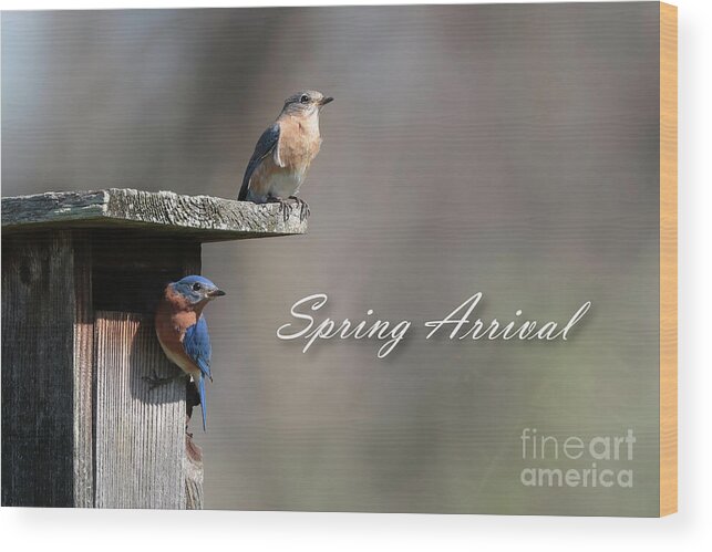 'Spring Arrival' by Anita Oakley, Nature Photographer. These Eastern Bluebirds are welcoming the arrival of spring!  #ChristianArtist #ArtforSale #Inspirational #NaturePhotography #GiftIdeas #art4sale #natureartist #buyartonline fineartamerica.com/featured/sprin…
