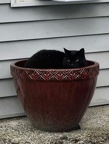 dekebridges's tweet photo. Spring time gardening...
Are your cats blooming yet?
#CatsOfTwitter #CatsOfX #MiloCat #BlackCat https://t.co/djHxlOk3AO