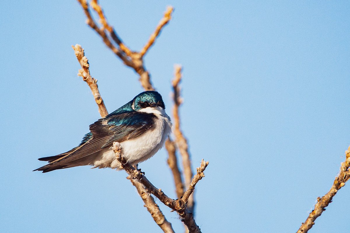 Found some tree swallows. Don't feel like I know how to get the exposure right in these reflective beauties. Even harder to try and photograph in flight.