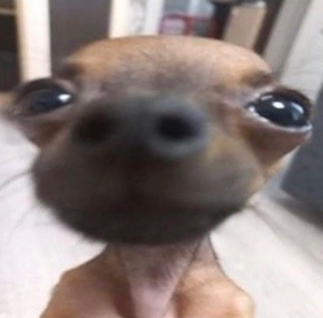 gar_vito's tweet photo. @uniqetunic if this ain’t the cutest mf in town https://t.co/x6gptS5KGU
