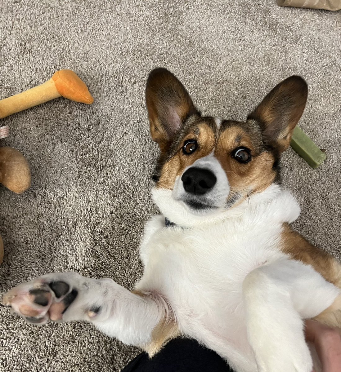 It’s fine.  I’m fine.  Everything’s fine.  #spiritanimal #mrlinusboy