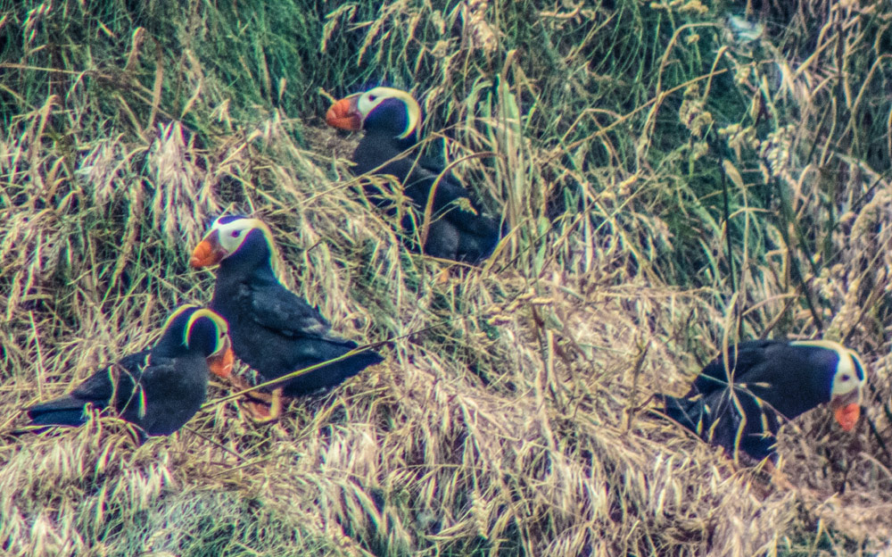 Puffins Have Returned to Oregon Coast, Especially Cannon Beach ----  Seen at Haystack Rock and around Bandon beachconnection.net/news/puffins-r…