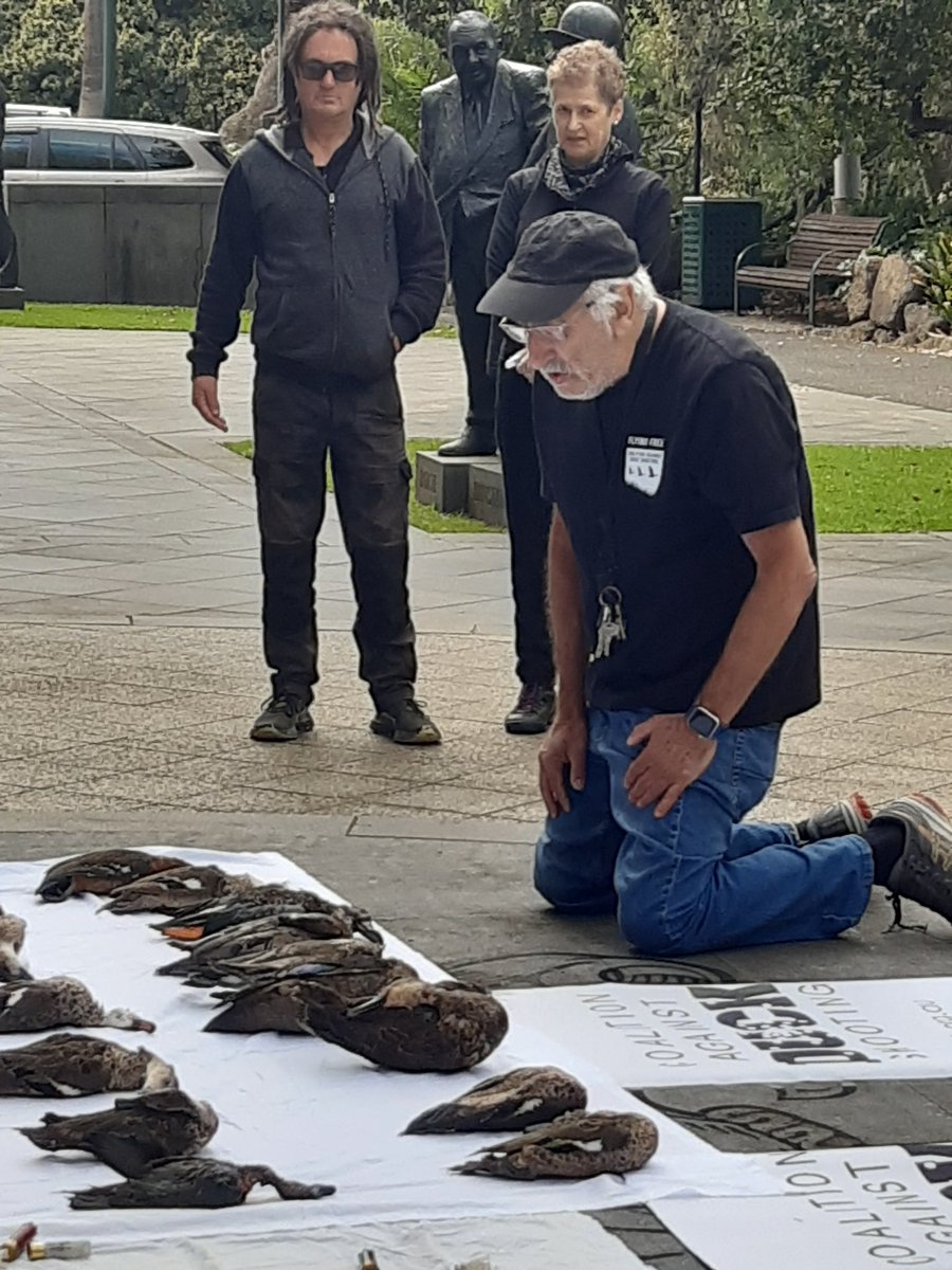 Some of the casualties of @JacintaAllanMP shameful duck shooting season. A handful of shooters being handed millions of taxpayer funds to kill native wildlife. Amongst the dead 4 blue Winged Shoveller - status threatened.
#BanDuckShooting