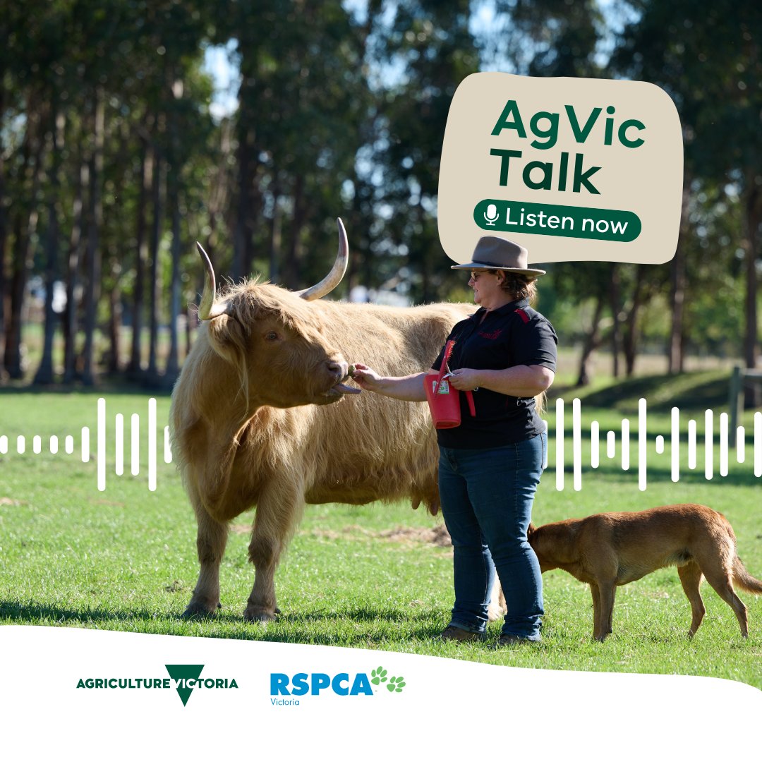 🤠 We all play a role in keeping Victoria safe from biosecurity risks. Erica Smith from Glenstrae Highlands has implemented simple, yet effective steps to enhance her on-farm biosecurity. 🎧 Listen to Biosecurity basics via the AgVic website: bit.ly/4auriGU