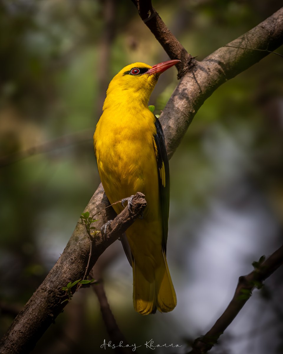 Indian Golden #Oriole 📍Bhondsi, #Haryana Nikon Z8 Nikkor 180-600mm #BBCWildlifePOTD #natgeoindia #ThePhotoHour #lensonwildlife #birdphotography #birdwatching #birding #wildlifephotography #birdsofindia #nikonz8 #z8 #photography #photooftheday #POTD #naturelovers #nikon