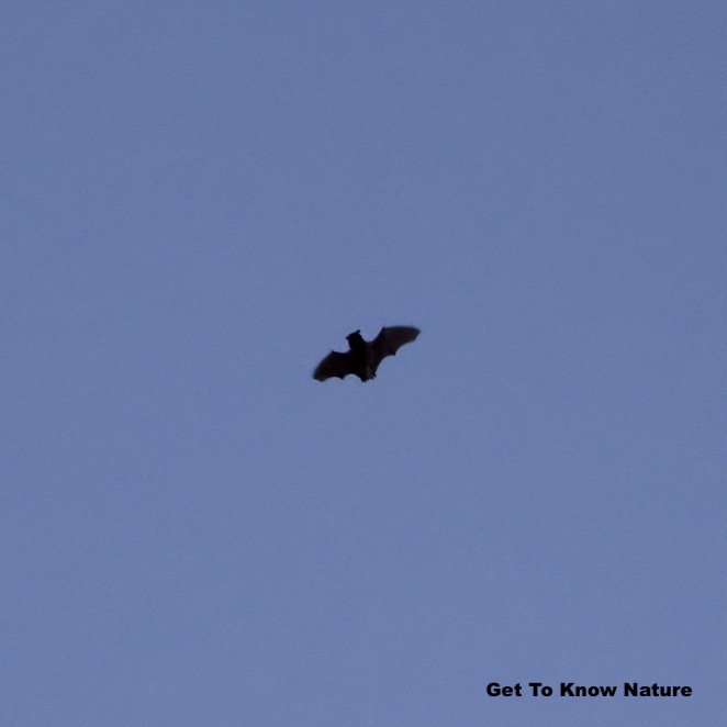 First bats of the season!! And a beautiful moon!