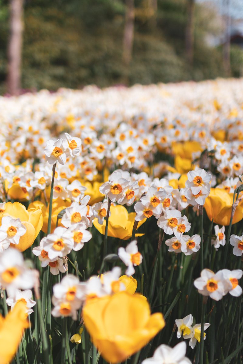 #Healing #Flowers #Calm