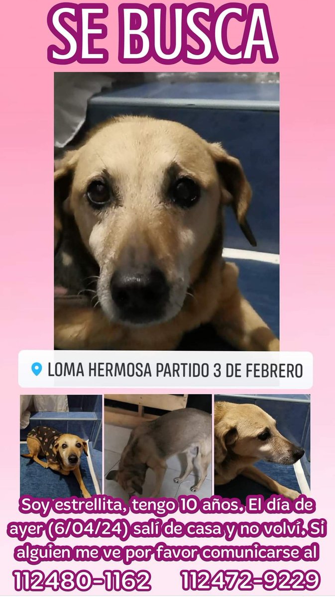 Agusluquesito's tweet photo. Se busca, se perdió el 6 de abril en Loma Hermosa.
Última vez vista en calles machado y julio moreno. https://t.co/Skwmp2Nsc6