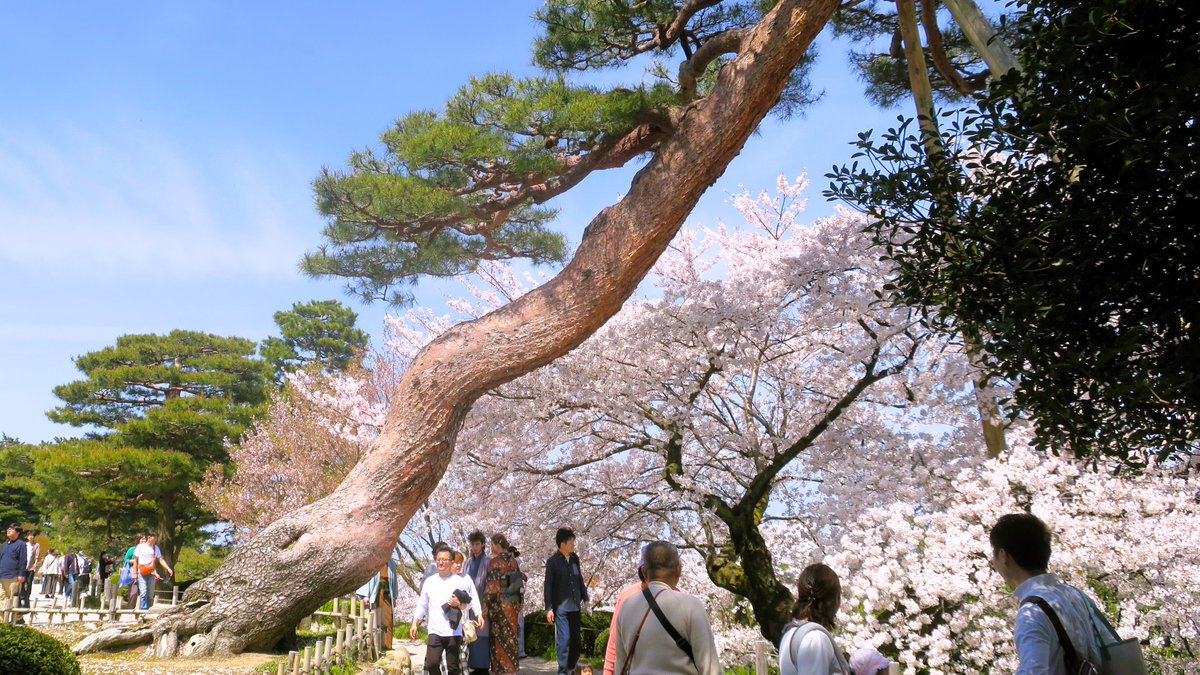 On this trip to Ishikawa Prefecture, I spent one night at Kaga Onsen and then two nights in Kanazawa. The photos were taken at a Japanese garden called Kenrokuen in Kanazawa. The cherry blossoms were starting to fall, but I made it just in time. #金沢 #兼六園 #桜