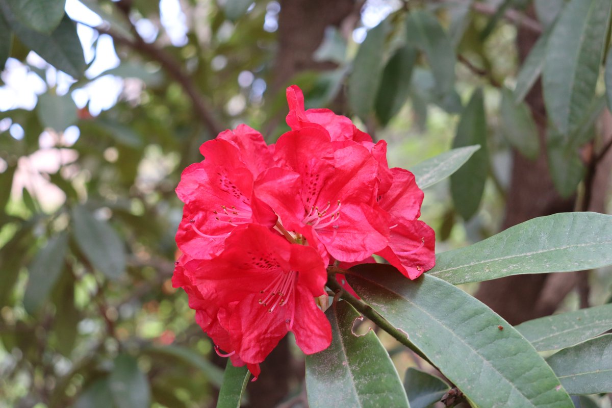 しゃくなげ園では見頃の ＃シャクナゲ の品種が増えてきました。
Z順に’太陽’、’ミセス・ルーズベルト’、’アカボシシャクナゲ’、‘ネリアーブ’です。
Rhododendrons are outstanding in the garden! (広報係)
＃神代植物公園 ＃石楠花 ＃botanicalgarden 
▽＃Rhododendron hybrids