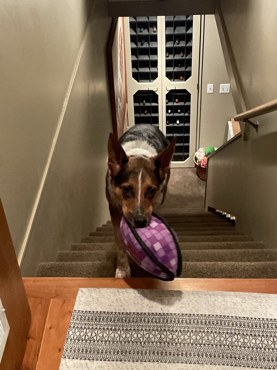 Day 15 ‘Purple’ Hoooowl Here I Come Charging Up The Stairs With My Purple Football For A Touchdown! 😂💜🏈🐶 Mom, What Do You Get When You Cross A Dog & A Purple Flower? A Petunia! Da Boom Tis🥁🐶💜😂 #PostAFavPic4VioletApr24 #PurpleUpDay #DogsOfX #CatsOfX