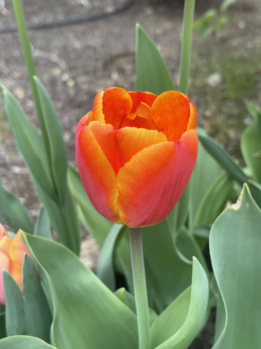 Sunshot tulip; is it not perfect‽ Tulip grouping, swaying Whoever decided to make a tulip the color of vanilla buttercream frosting‽ Repeat first comment I don’t make the rules Mother Nature makes the rules I just snap a few Views and hues you maybe can use 😊