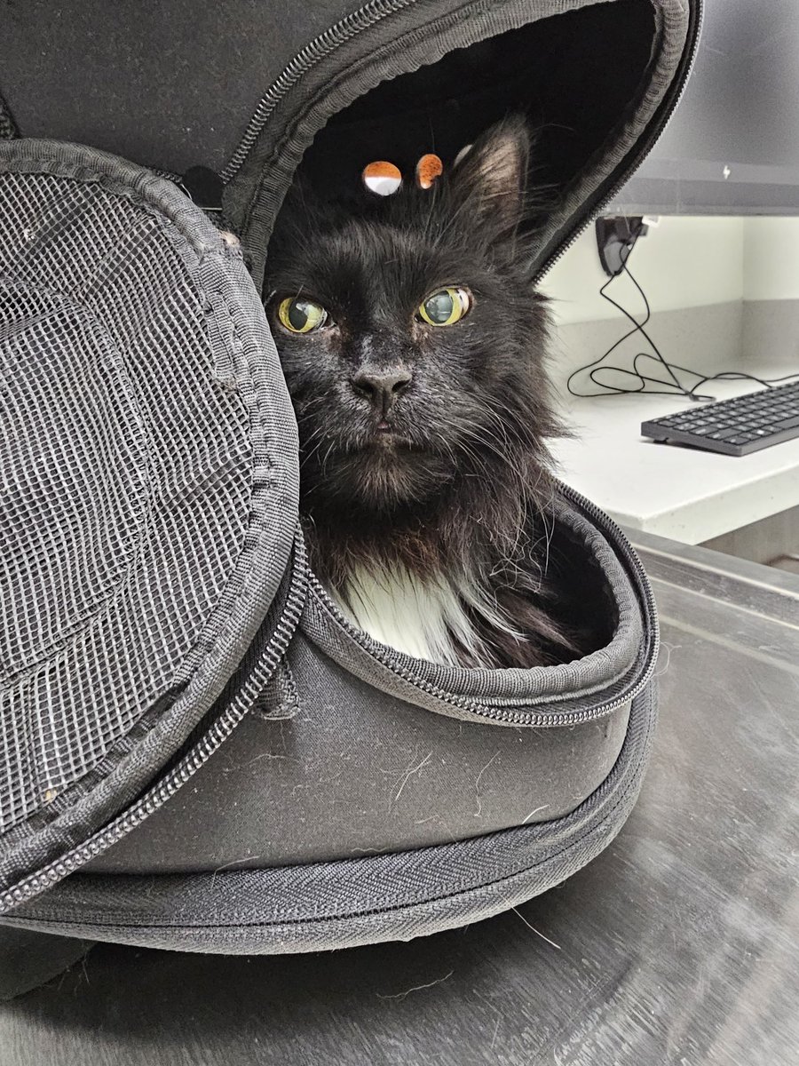 Majestic Virg went to the vet again. Solensia, bloodwork, & nail trim. Total $330. One of the vet techs confessed she loves working with him because he's so easy & handsome. ❤️ #SuperSeniorCatsClub #petcare #veterinary #seniorpets #petcelebs