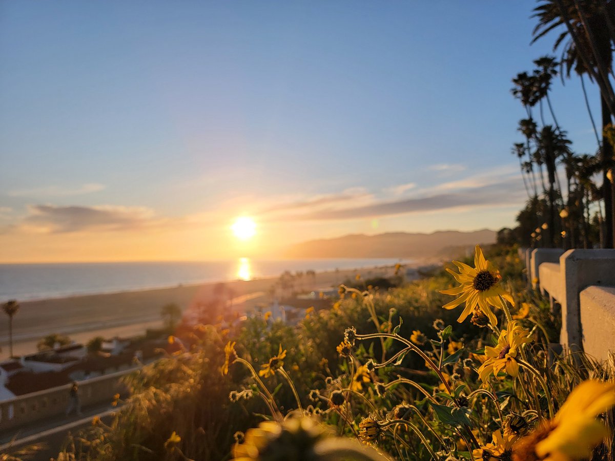 The flowers are blooming in #SantaMonica. #sunset