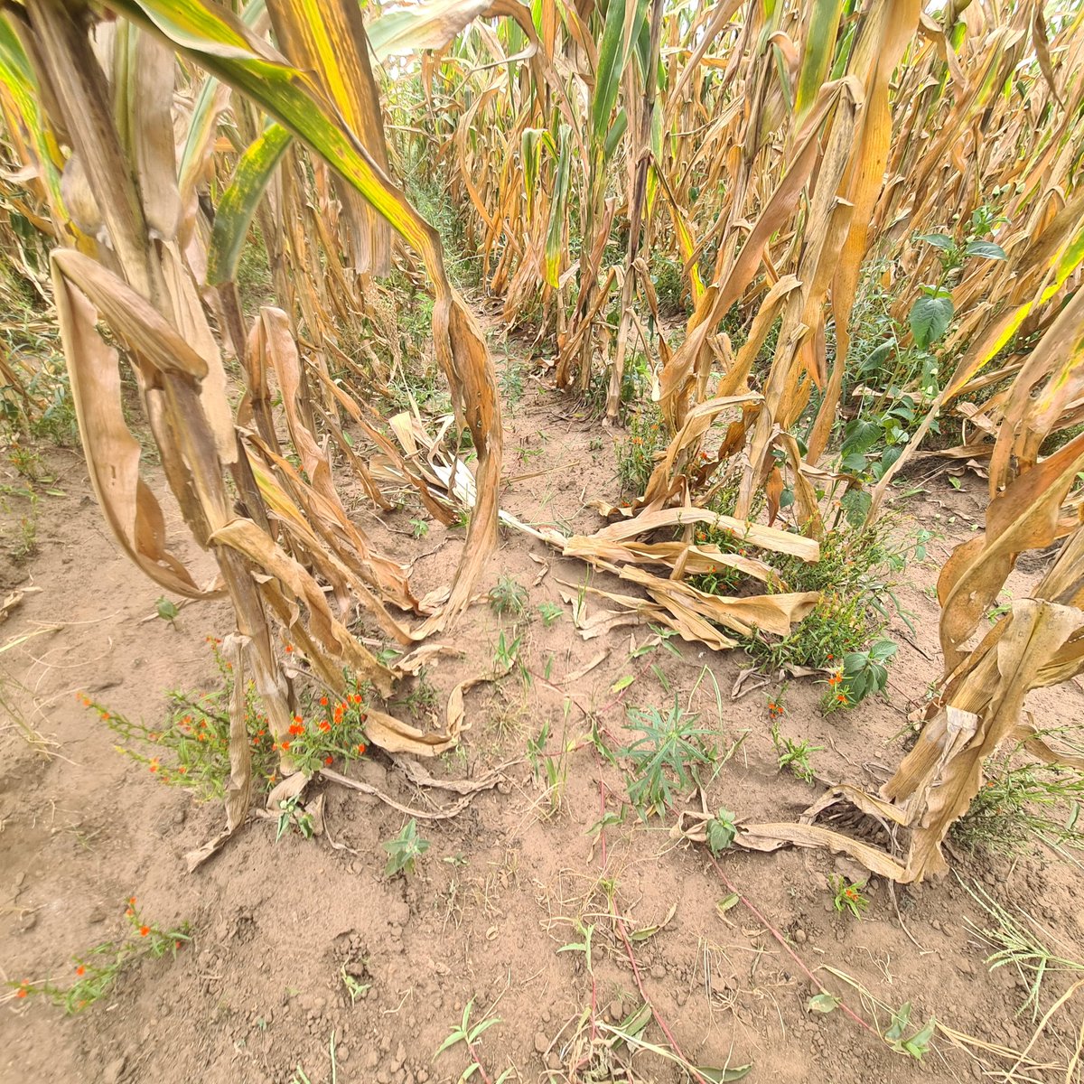 Kelvin Mulungu (@kmulungu) on Twitter photo Spent last week touring Eastern Province under #SIFAZ and #UU. The effects of the El nino drought are many. Resurgence of diseases like g/nut rosette virus disease, and striga weed. Spent last week touring Eastern Province under #SIFAZ and #UU. The effects of the El nino drought are many. Resurgence of diseases like g/nut rosette virus disease, and striga weed.