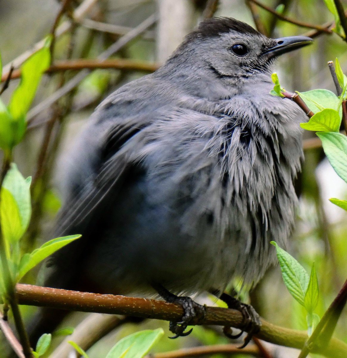 Monday in @CentralParkNYC with a pouftastic catbird. #BirdTwitter #wildlifephotography #BirdsSeenIn2024 #birdcpp #birdcpnyc #biodivercity #naturephotography #birdphotography