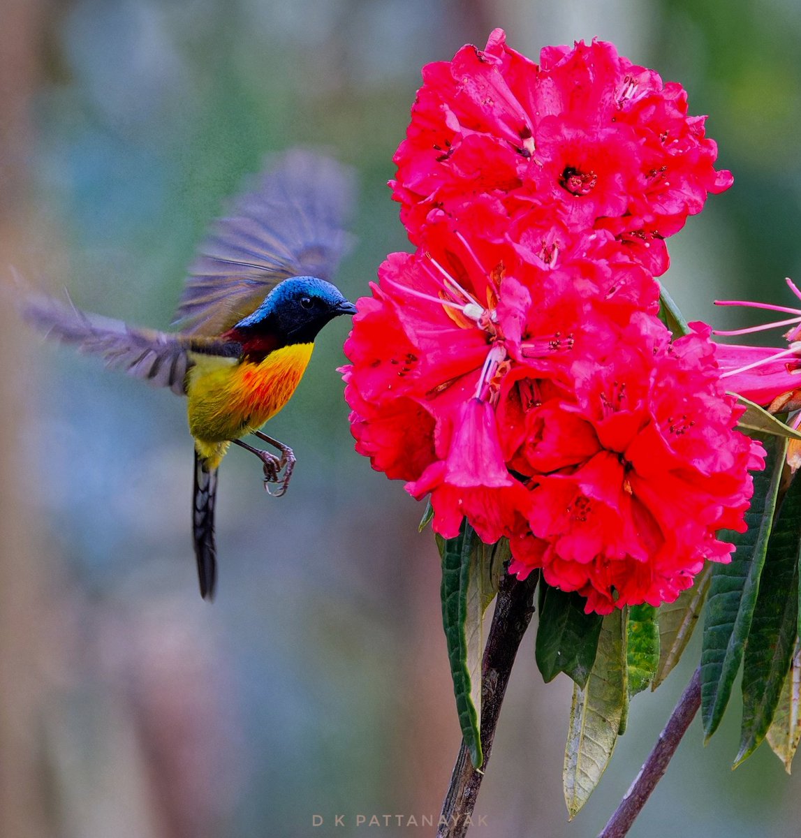 Green-tailed Sunbird (Aethopyga nipalensis) male hovering to sip a bit of rhododendron nectar in #northbengal #india. #IndiAves #ThePhotoHour #BBCWildlifePOTD #natgeoindia