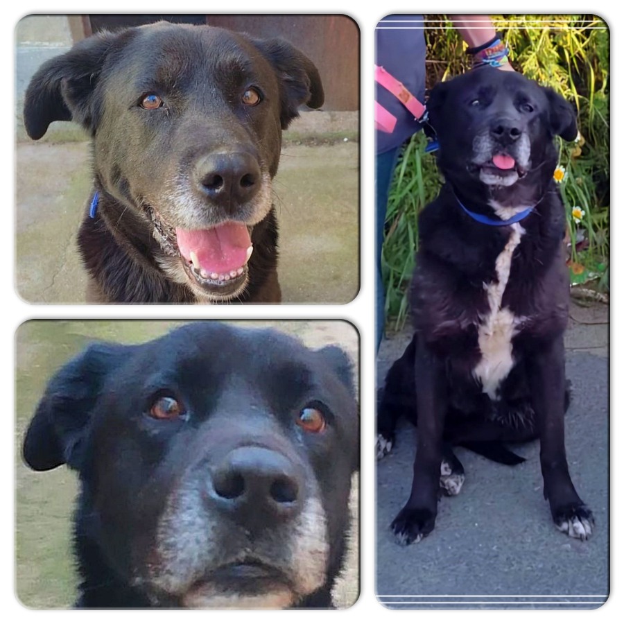 #madrid 
LUPE necesita #urgente #casadeacogida 
Está resguardada en una casa en ruinas
Sino la ayudamos terminará en perrera!
Tiene 2,5 años 
Es SUPER cariñosa y agradecida
CONTACTO📩 facenuevavida@gmail.com
#acoge #acogida #ayuda #buscoperromadrid