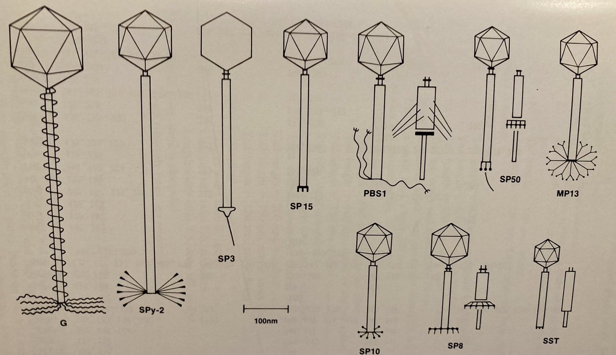 *📣 **Research associate position** Excited about microbiology, microbial ecology, &amp; all aspects of phage biology in the context of microbial community dynamics in heavy metal contaminated sites?#Enigma_SFA Apply 👉🏽 lbl.referrals.selectminds.com/jobs/research-…
