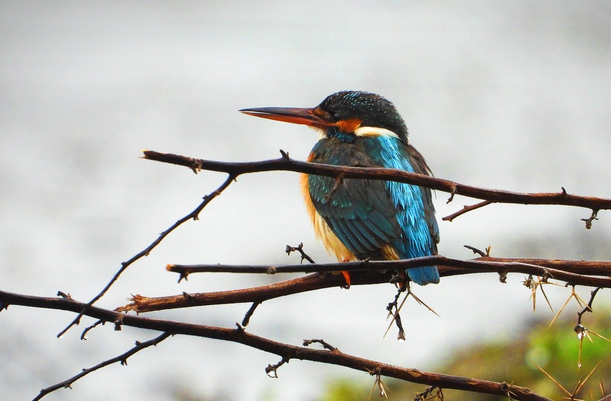 Blue Streak on a Rainy day 
Common Kingfisher

@Team_eBird @IndiAves @Avibase @BirdWatchDaily @WildlifeMag @sofiQayoom @wildlifeInd @bbcwildlifemag @NatGeoIndia @ThePhotoHour @NikonIndia @NatGeoPhotos @WM_POTD @pnkjshm  @JandKtourism #birdwatching #BirdTwitter  @GuideBirding