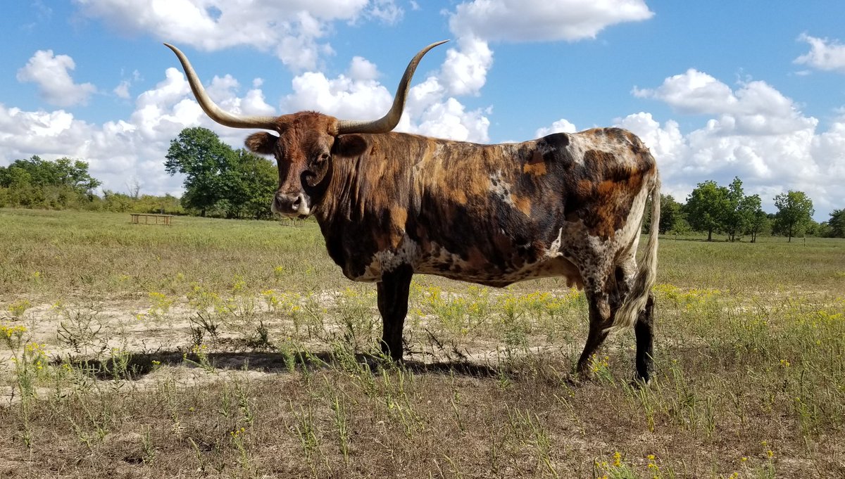 On this #MillieMonday I wanted to take time to thank you all for all your caring words and sentiments on the loss of my sweet Millie🐮 Your kindness is much appreciated. Here's one of my favorite photos of Millie (taken in September 2022). #ranchlife #texaslonghorns