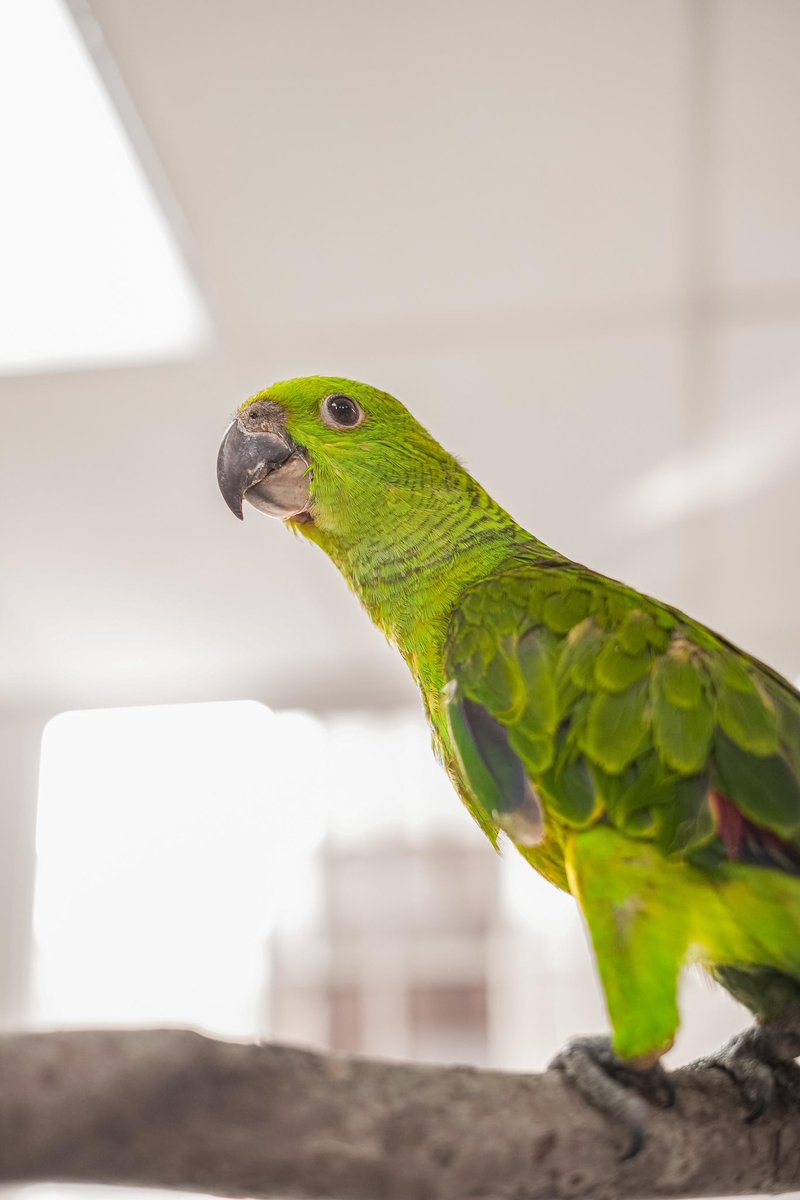 MedioAmbienteSV's tweet photo. Este juvenil de lora nuca amarilla fue rescatado después de caer en el patio de una casa. Aunque se intentó reunirlo con sus padres, no pudo volar y fue trasladado a nuestra Clínica Veterinaria para su evaluación. https://t.co/D6m1RVjKQr