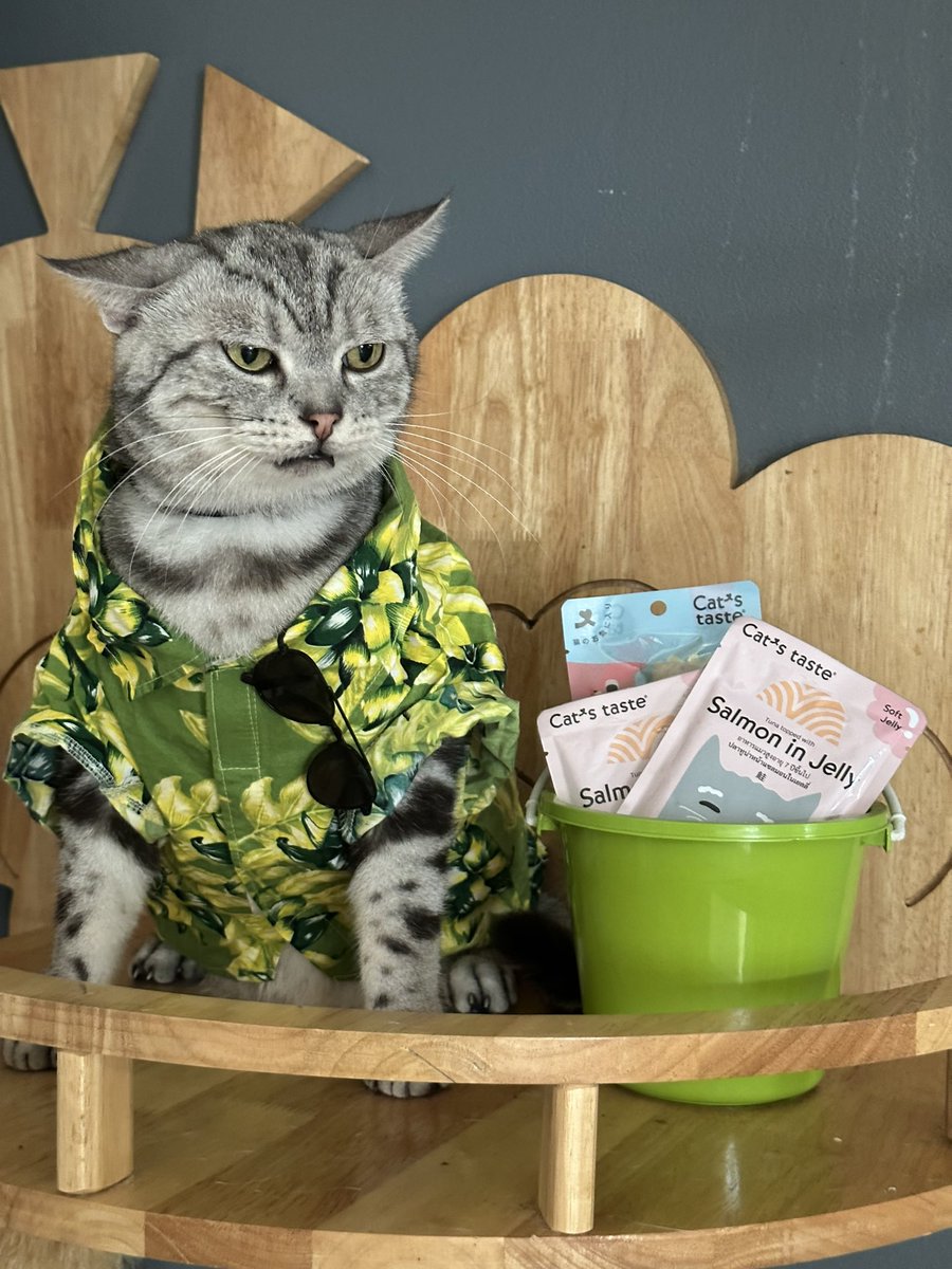 TodtyTodty30's tweet photo. ถังนี้พร้อมสาดให้เธอ 💦
-#catstasteคิดมาแล้วให้แมวlove #petcircle #catstaste https://t.co/eERfrum92S