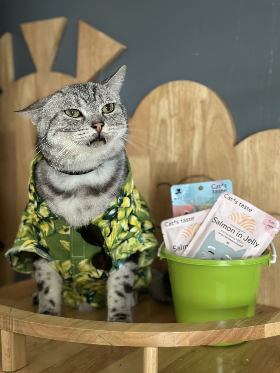 TodtyTodty30's tweet photo. ถังนี้พร้อมสาดให้เธอ 💦
-#catstasteคิดมาแล้วให้แมวlove #petcircle #catstaste https://t.co/eERfrum92S