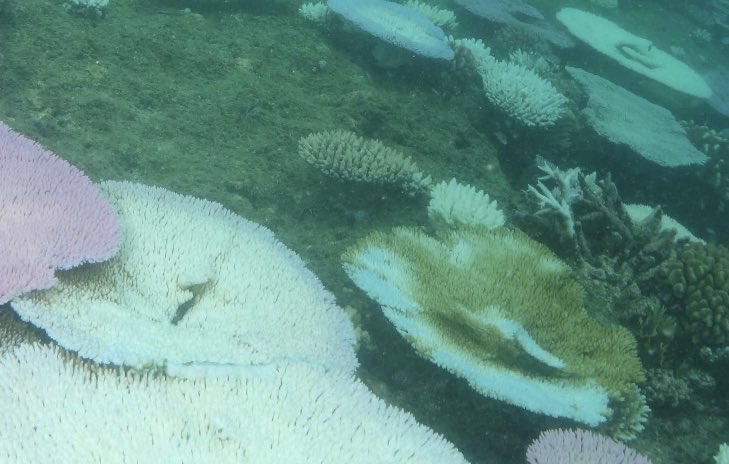 “80% of the Great Barrier Reef has been subjected to bleaching-level heat stress in 2024, the highest extent on record and above the previous high of 60% seen in 2017.” More importantly, more of the Reef has been exposed to LETHAL levels of heat stress than before.