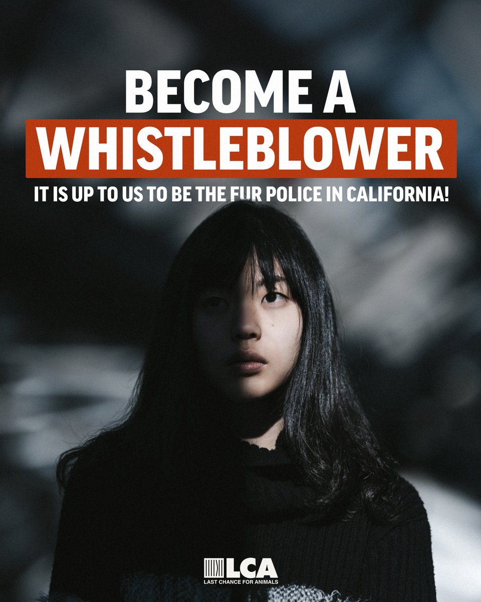 Become a whistleblower for the animals. Email whistleblower@lcanimal.org if you see new fur for sale in California or offered online to California consumers. The California Fur Ban is historic and just a start! We WILL ban fur globally and won't stop fighting until it's done!