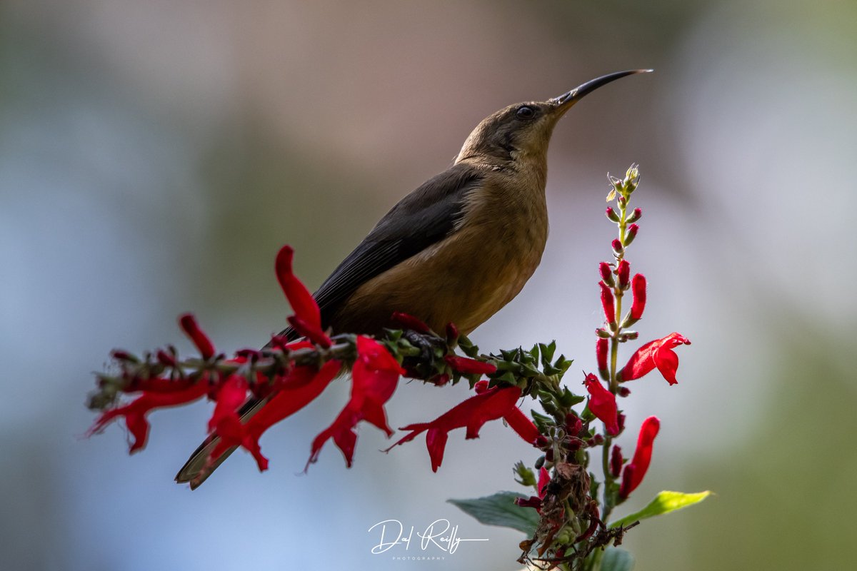 An immature Eastern Spinebill enjoying the Pineapple Sage here yesterday🙂#BirdlifeOz #birdsinbackyards #abcaustralia #abcmyphoto #abcinmelbourne #visitgippsland #MyNikonLife #BirdsSeenIn2023 #ausgeo #abcgippsland #Gippsland #birdphotography #bird #NikonCreators #nikonaustralia