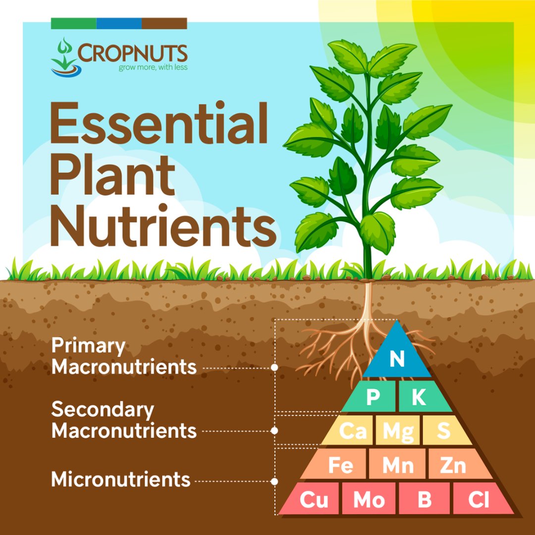 Crop Nutrition Laboratory Services (Cropnuts) (@Cropnuts) on Twitter photo 2024-04-16 03:00:00