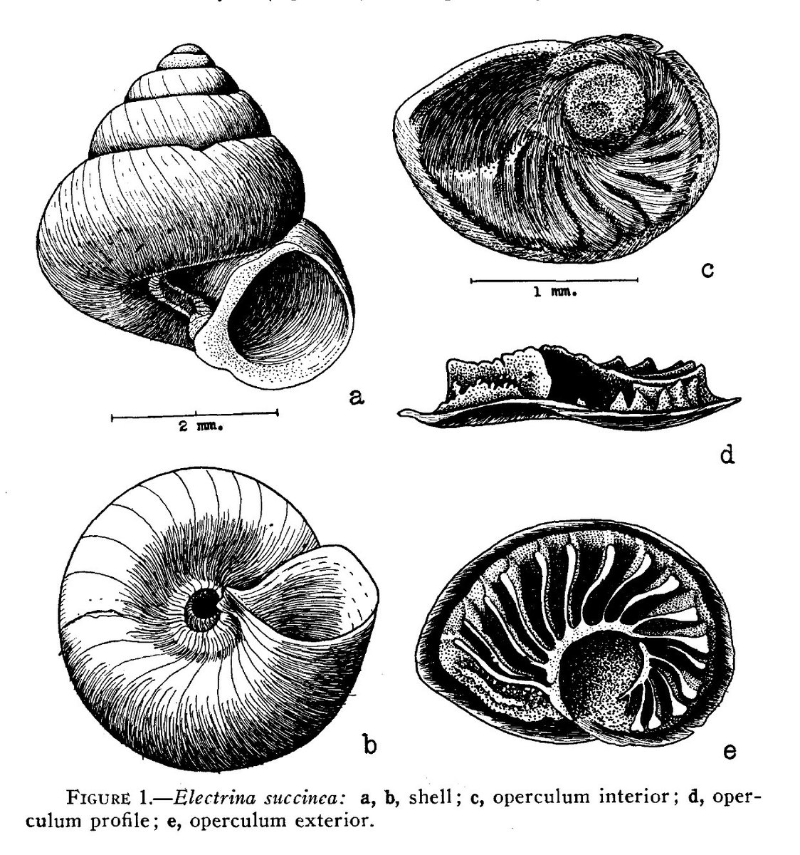 今日は #国際生物多様性の日。しかし現状は、存在すらも知られていない