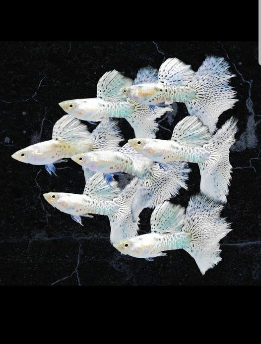 Rare white guppy, how pretty they are! Perfect for any aquarium, these sociable fish are easy to care for and easy to breed. They thrive in groups and adapt well to a variety of environments. #fishkeeping #whiteguppy #aquariumfish