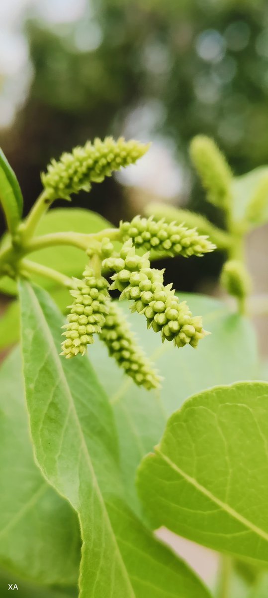 swordsnhammer's tweet photo. Finally Venus, blooms love, beauty, prosperity, and the finer aspects of life. #ArjunaTree https://t.co/mQ6tKJ48yH