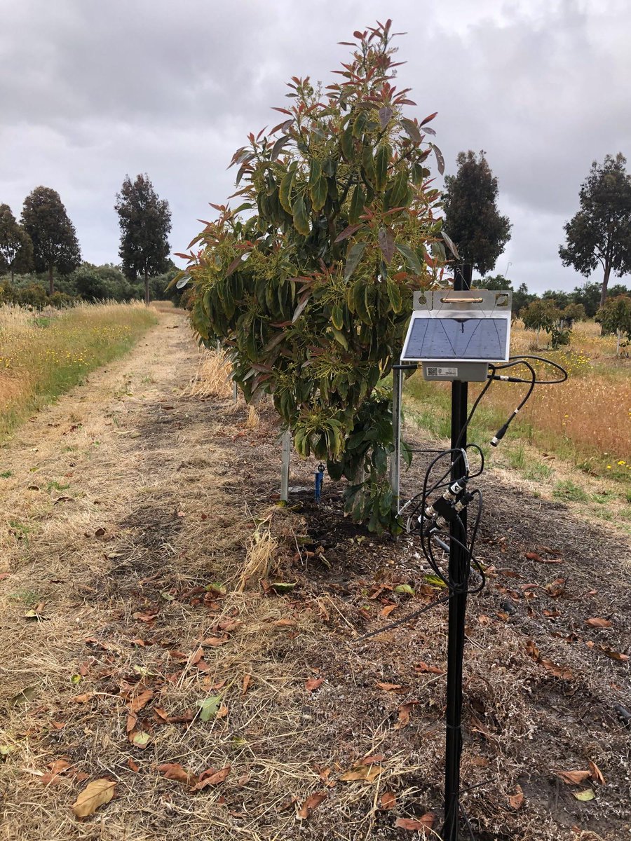 Monitoring soil moisture in horticultural farms can help optimise water and fertiliser usage.

Yet, only 10-20% of producers monitor their soil moisture.

The #SWWAHub & @DPIRDWA helped 15 WA producers adopt soil moisture monitoring 👉 
hub.gga.org.au/modern-soil-mo…

#FutureDroughtFund