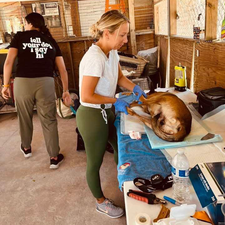 ABACO SHELTER: We hosted a two-day spay & neuter clinic in conjunction with our fellow rescuers in Treasure Cay and HIT Living International. Thank you, Heather Crowe, for putting it together! And, thank you to all the volunteers that showed up and pitched in.

Your generous