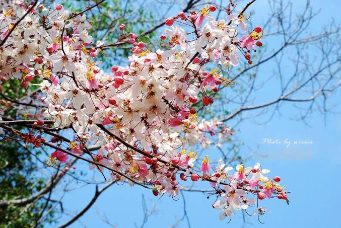 ฉันอยากให้ต้นนี้แมสบ้าง 
คูนสายรุ้งหรือรัตนพฤกษ์ เป็นต้นไม้ลูกผสมระหว่างราชพฤกษ์และชัยพฤกษ์ ออกดอกช่วงปลายฤดูหนาว ถึงช่วงต้นฤดูแล้ง สีชมพูสดใส สวยมาก ยิ่งเวลาออกดอกเต็มต้น มึงเอ้ยยย สวยชห ถ่ายรูปยังไงก็สวย