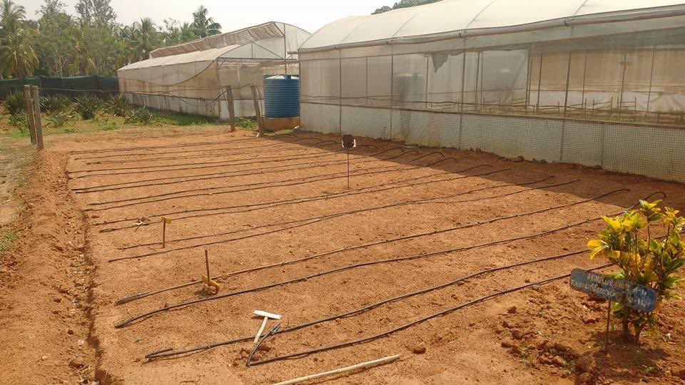 The #monsoon2024 is probably to be a good one as per IMD preliminary forecast. The readiness to receive and harvest rain determines how productive the bounty can be for us . Here a poly house is #Readyfortherains with a gravity drip irrigation system attached to the Rain Barrels.