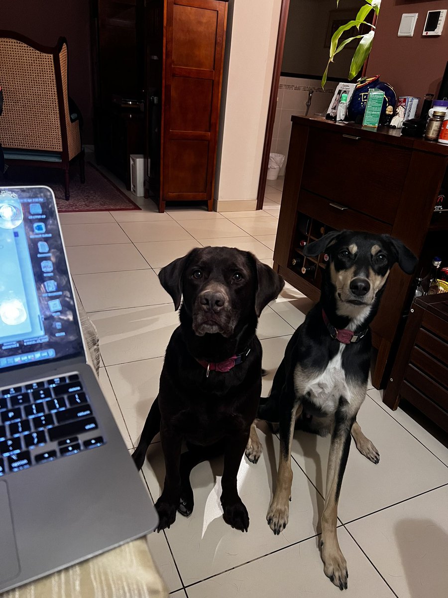 #RainDay in #Dubai and my glamorous assistants can’t wait to kick off our Morning Meeting. <a href="/Seesaw/">Seesaw</a> is such a fantastic tool during times like these and I’m excited for our weather reports to be added to the portfolios! #DistanceLearning #PuddleSplashing