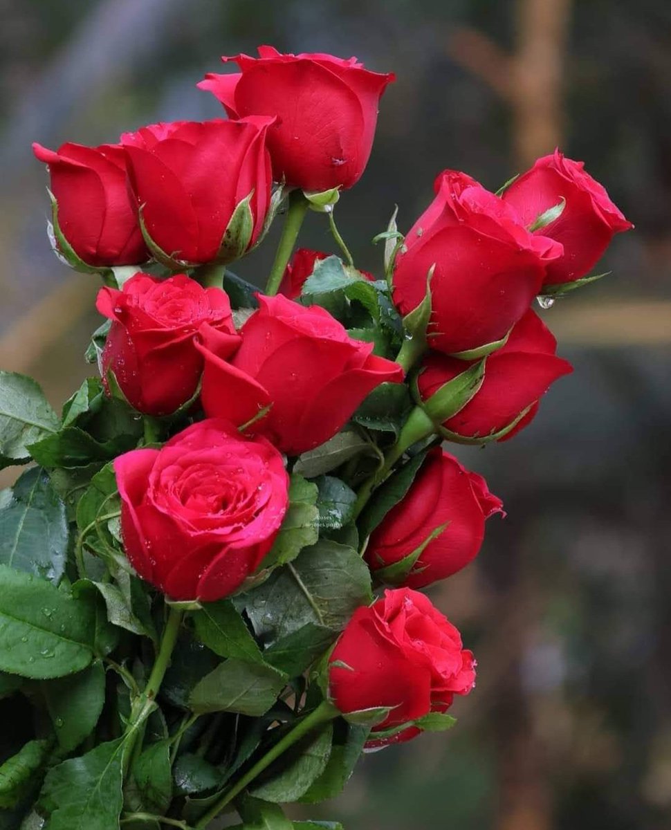christi19671967's tweet image. Beautiful red
🌹🩷🌹🩷🌹🩷🌹🩷🌹🩷🌹🩷🌹