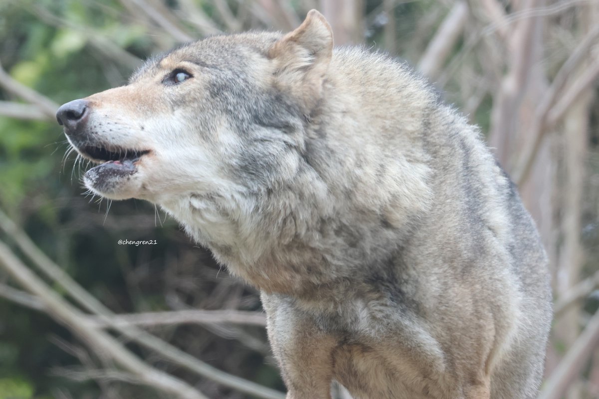 わふわふ #多摩動物公園 #ヨーロッパオオカミ