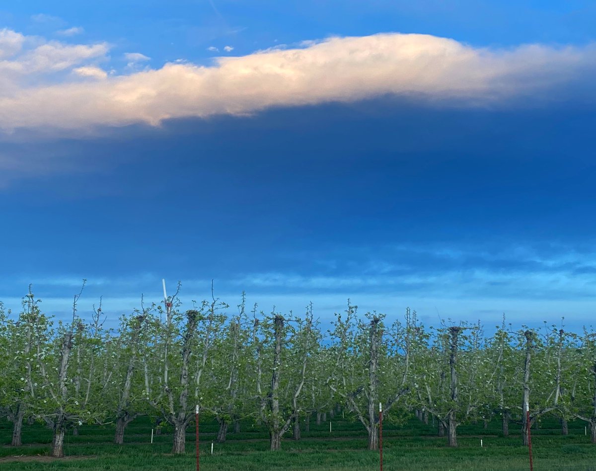 Pear orchard, evening, Yakima, Washington (April 2024).