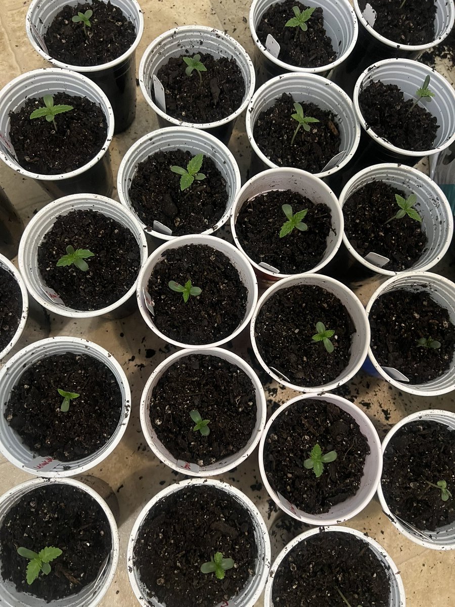 🌱🌱🌱Transplanted a few seedlings, these were ready.

#fromseed #thehunt