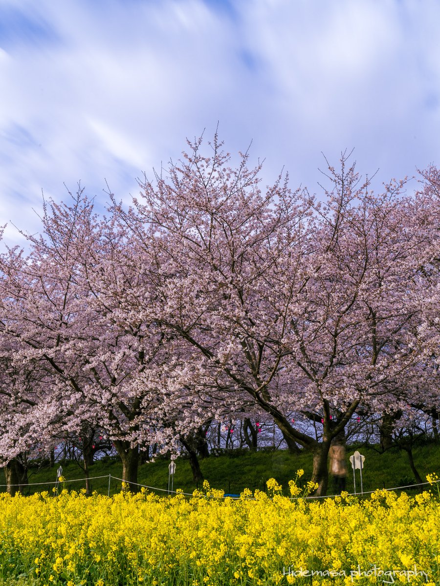 権現堂公園の桜 [2024.4.7] #権現堂公園 #桜 🌸 #菜の花