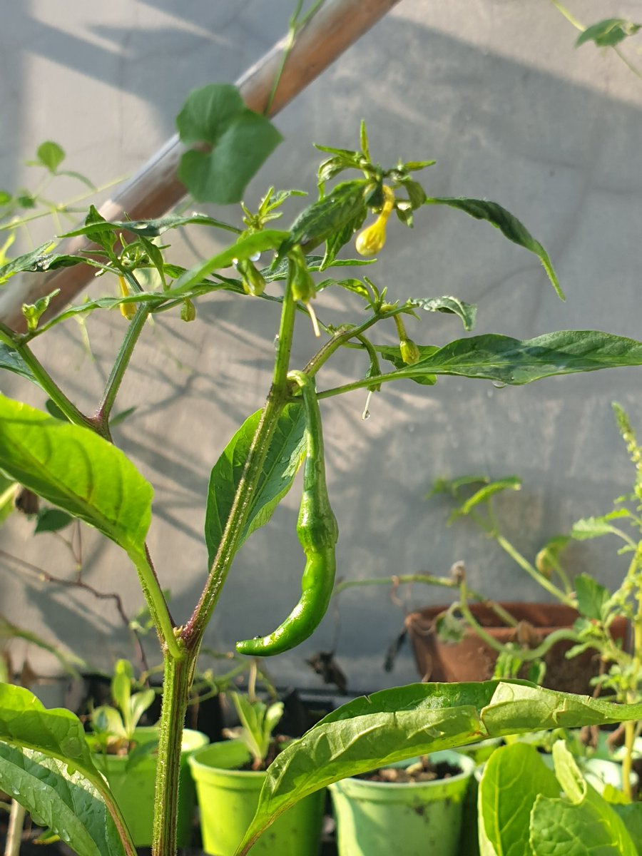 My tomatoes and my chilli
#urbanfarming #urbanfarmer