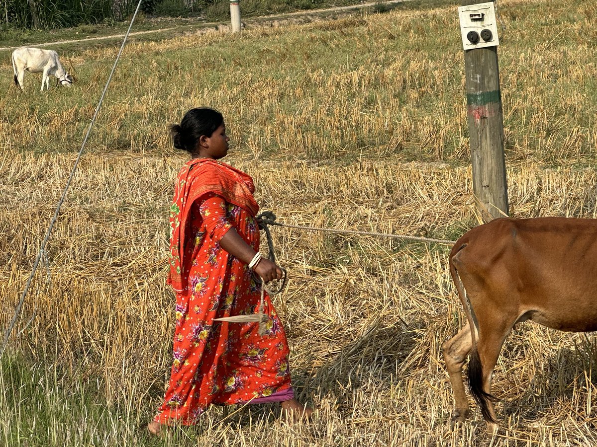 Sieg_SAS's tweet photo. #options for farmers! Rapid response to pests happening now. Crop animal beneficial interactions thru PPP to harness tiny animals beneficials for fall army worm control! Grazing stubble! #Bangladesh leads the way in circular economy farming and IPM #BWMRI @cimmyt @USAID https://t.co/O9ybqroDRH