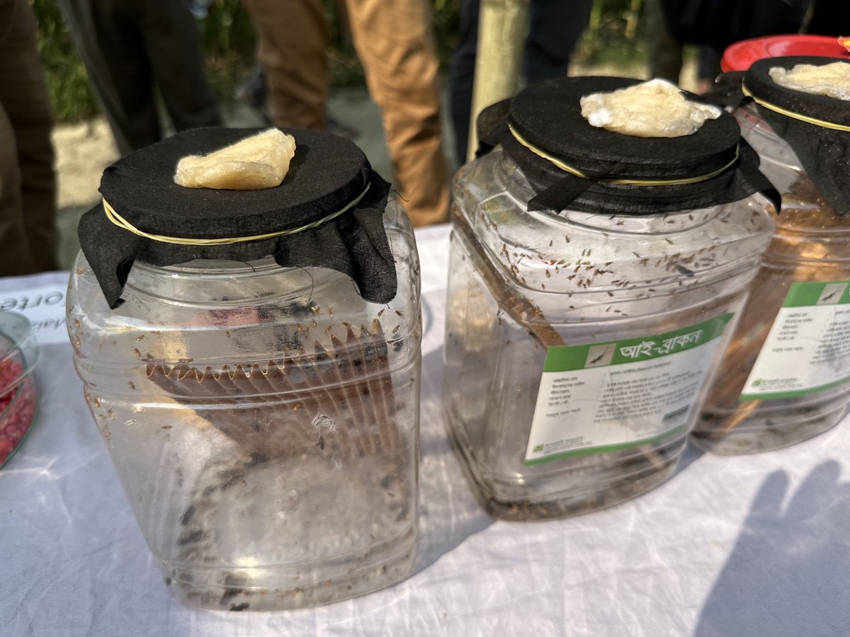 Sieg_SAS's tweet photo. #options for farmers! Rapid response to pests happening now. Crop animal beneficial interactions thru PPP to harness tiny animals beneficials for fall army worm control! Grazing stubble! #Bangladesh leads the way in circular economy farming and IPM #BWMRI @cimmyt @USAID https://t.co/O9ybqroDRH