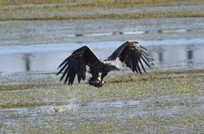 White-tailed Eagle, G818, has recently become the second Isle of Wight bird to cross the English Channel, flying a remarkable 2062km through southern England and northern France in 22 days. Read more in our latest blog by @timmackrill: roydennis.org/2024/04/15/fre… Photo: Maude Bachet